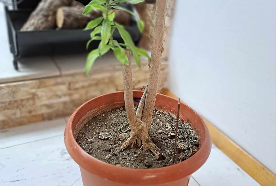 Plant Pot Incense Sticks Holder
